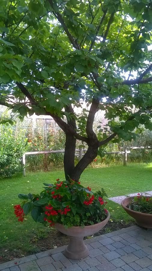 Nonna Alda Bed and Breakfast Viareggio Rum bild